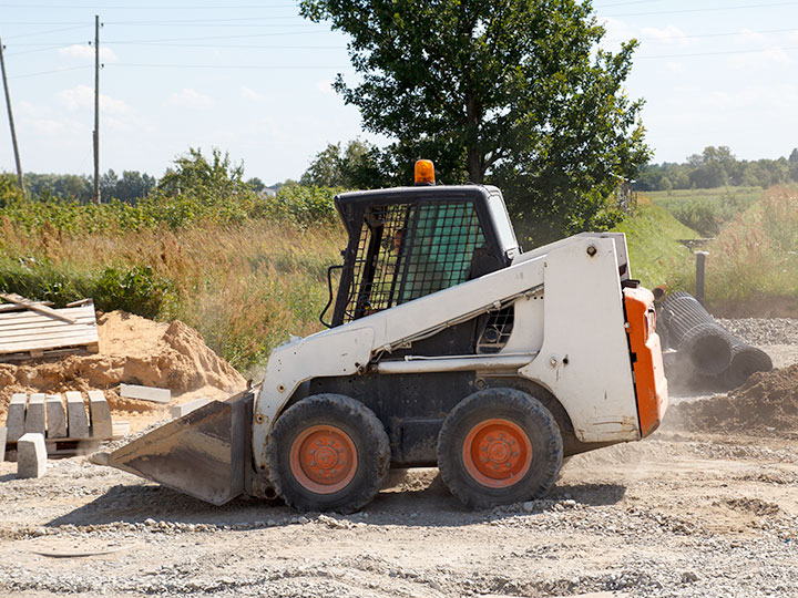 bobcat1